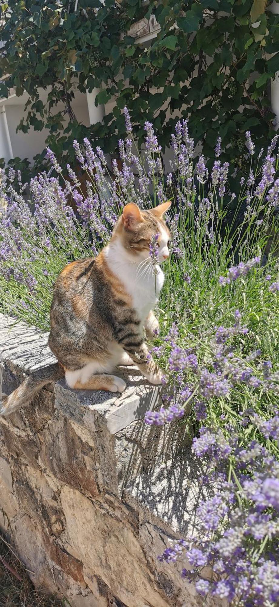 Casa Lavanda - Karin Gornji Gornji Karin Buitenkant foto